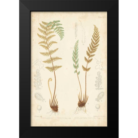 Fern Study I Black Modern Wood Framed Art Print by Vision Studio