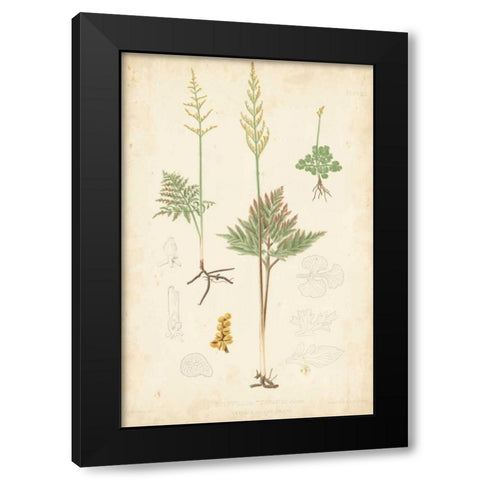 Fern Study II Black Modern Wood Framed Art Print by Vision Studio