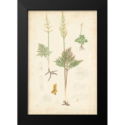 Fern Study II Black Modern Wood Framed Art Print by Vision Studio