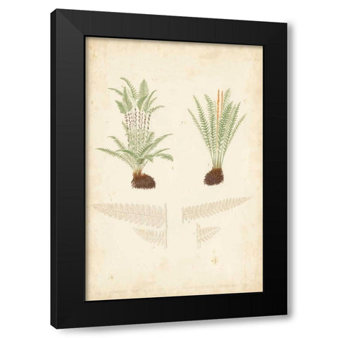 Fern Study III Black Modern Wood Framed Art Print by Vision Studio