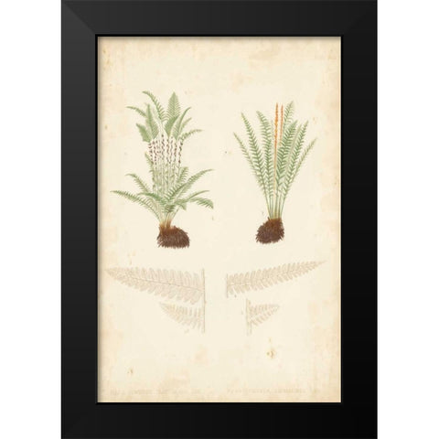 Fern Study III Black Modern Wood Framed Art Print by Vision Studio