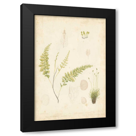 Fern Study IV Black Modern Wood Framed Art Print by Vision Studio