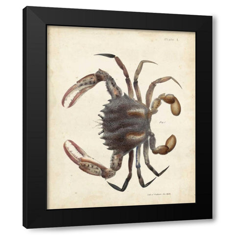 Vintage Crab I Black Modern Wood Framed Art Print with Double Matting by Dekay