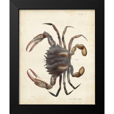 Vintage Crab I Black Modern Wood Framed Art Print by Dekay