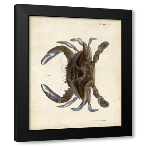 Vintage Crab II Black Modern Wood Framed Art Print by Dekay