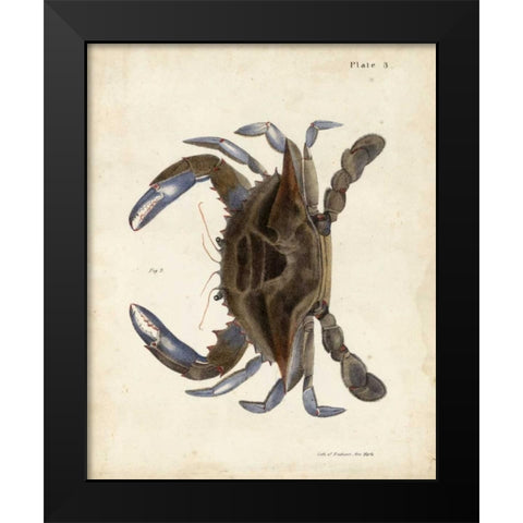 Vintage Crab II Black Modern Wood Framed Art Print by Dekay