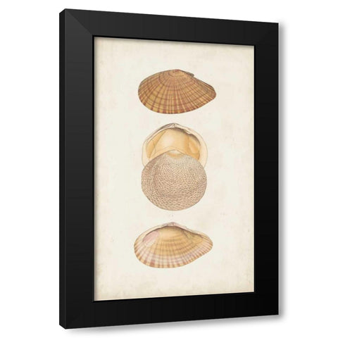 Antiquarian Shell Study I Black Modern Wood Framed Art Print with Double Matting by Vision Studio