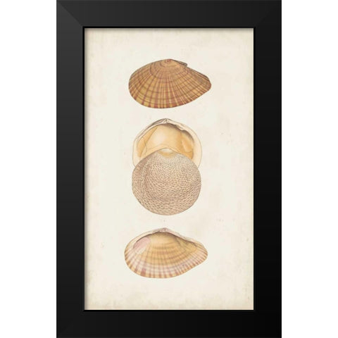 Antiquarian Shell Study I Black Modern Wood Framed Art Print by Vision Studio