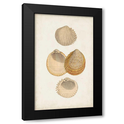 Antiquarian Shell Study II Black Modern Wood Framed Art Print with Double Matting by Vision Studio