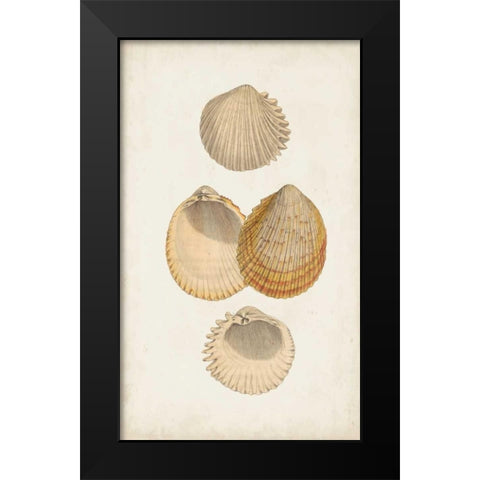 Antiquarian Shell Study II Black Modern Wood Framed Art Print by Vision Studio