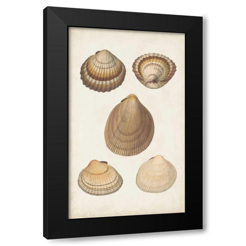 Antiquarian Shell Study III Black Modern Wood Framed Art Print with Double Matting by Vision Studio