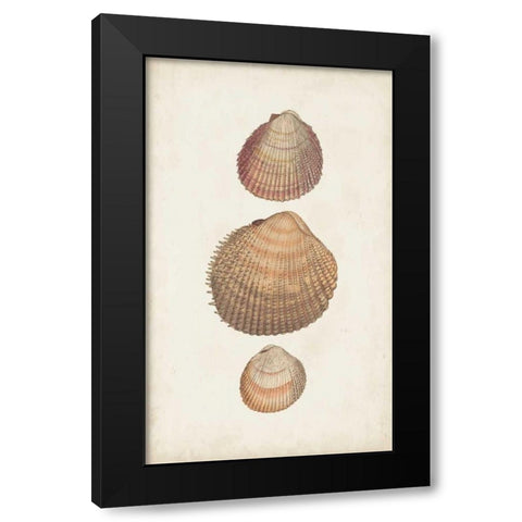 Antiquarian Shell Study IV Black Modern Wood Framed Art Print by Vision Studio