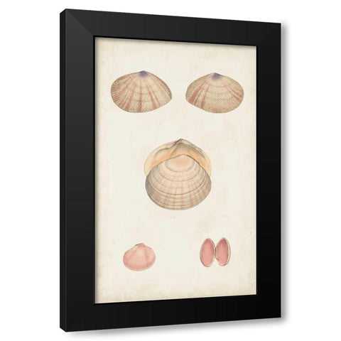 Antiquarian Shell Study V Black Modern Wood Framed Art Print with Double Matting by Vision Studio