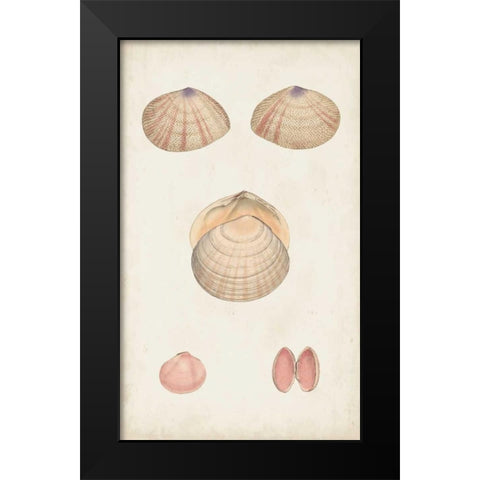 Antiquarian Shell Study V Black Modern Wood Framed Art Print by Vision Studio