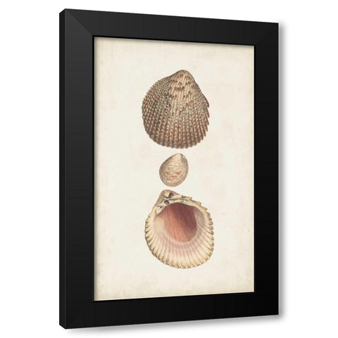 Antiquarian Shell Study VI Black Modern Wood Framed Art Print with Double Matting by Vision Studio