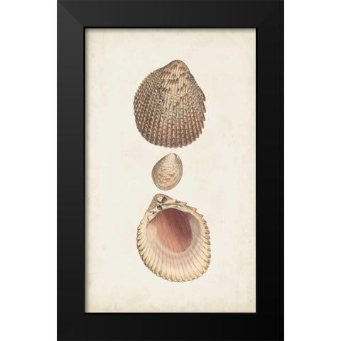 Antiquarian Shell Study VI Black Modern Wood Framed Art Print by Vision Studio