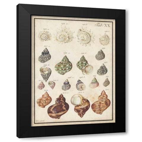 Seashell Synopsis I Black Modern Wood Framed Art Print by Vision Studio