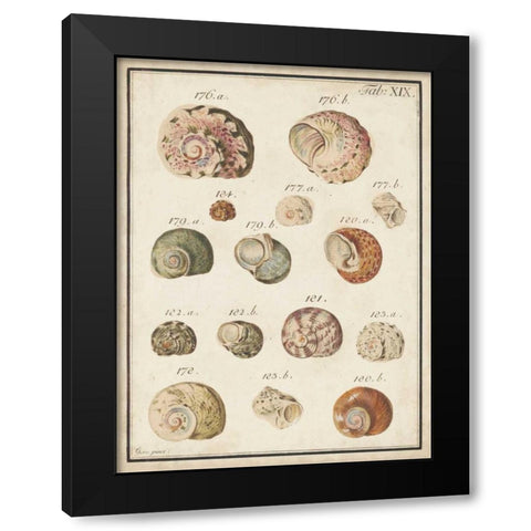 Seashell Synopsis III Black Modern Wood Framed Art Print with Double Matting by Vision Studio