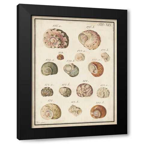 Seashell Synopsis III Black Modern Wood Framed Art Print by Vision Studio