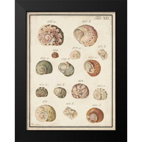 Seashell Synopsis III Black Modern Wood Framed Art Print by Vision Studio