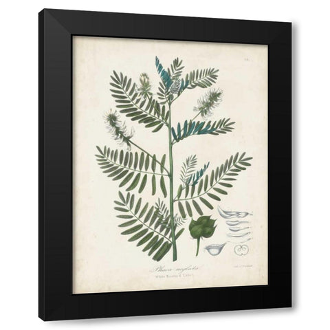 Flowering Flora I Black Modern Wood Framed Art Print by Torrey, John