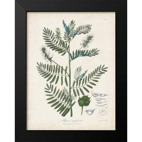 Flowering Flora I Black Modern Wood Framed Art Print by Torrey, John