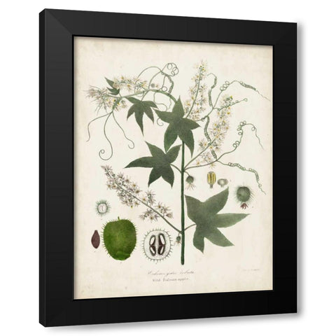 Flowering Flora II Black Modern Wood Framed Art Print by Torrey, John