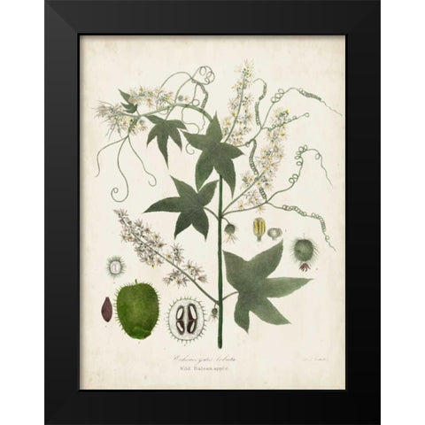 Flowering Flora II Black Modern Wood Framed Art Print by Torrey, John