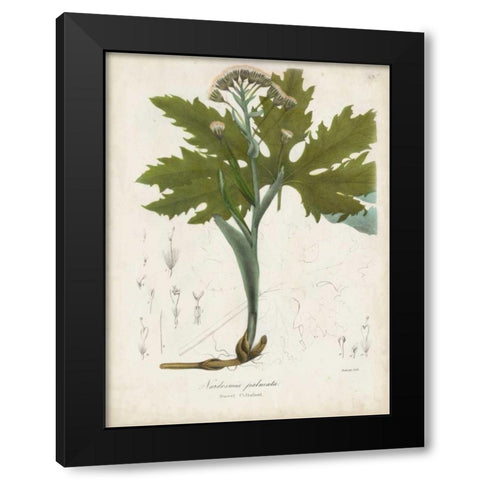Flowering Flora III Black Modern Wood Framed Art Print by Torrey, John