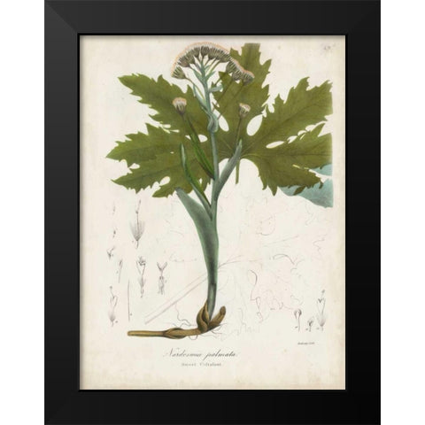 Flowering Flora III Black Modern Wood Framed Art Print by Torrey, John
