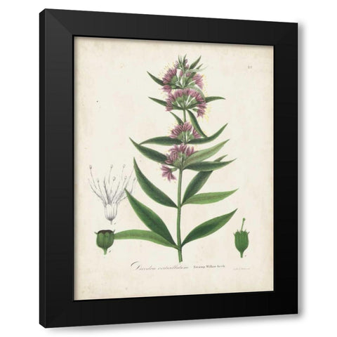 Flowering Flora IV Black Modern Wood Framed Art Print by Torrey, John