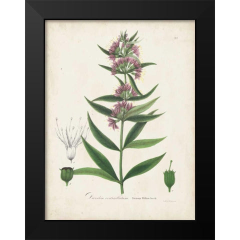 Flowering Flora IV Black Modern Wood Framed Art Print by Torrey, John