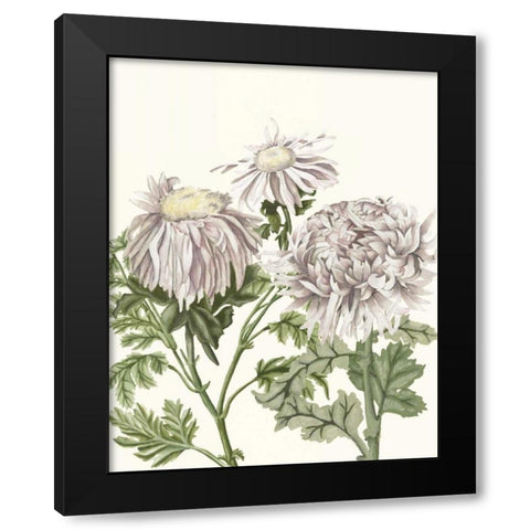 Early Spring Chrysanthemums I Black Modern Wood Framed Art Print with Double Matting by McCavitt, Naomi