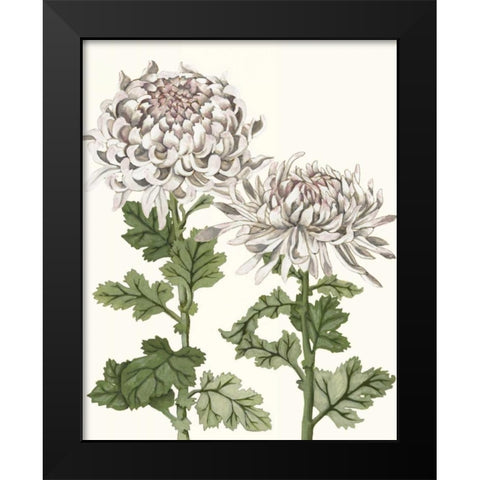 Early Spring Chrysanthemums II Black Modern Wood Framed Art Print by McCavitt, Naomi