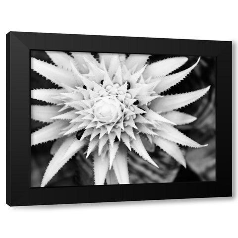 Botanical Under Cold Moonlight II Black Modern Wood Framed Art Print by Bane, Eva