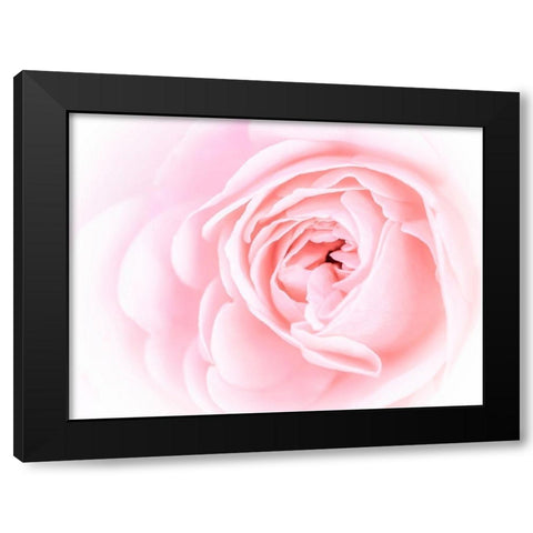 Pretty Pink Blooms I Black Modern Wood Framed Art Print by Bane, Eva