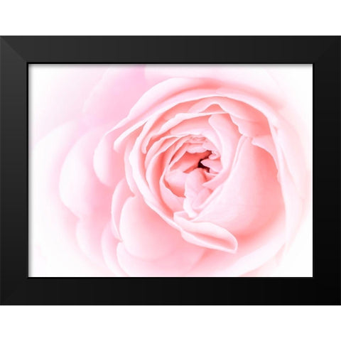 Pretty Pink Blooms I Black Modern Wood Framed Art Print by Bane, Eva