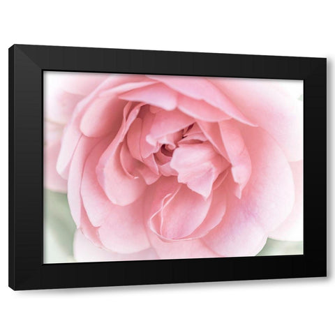 Pretty Pink Blooms II Black Modern Wood Framed Art Print by Bane, Eva