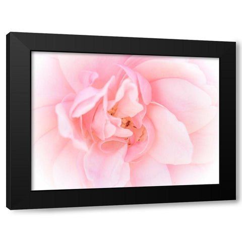 Pretty Pink Blooms III Black Modern Wood Framed Art Print with Double Matting by Bane, Eva