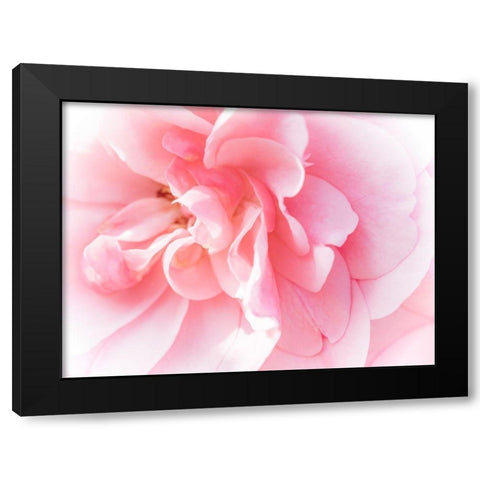 Pretty Pink Blooms IV Black Modern Wood Framed Art Print with Double Matting by Bane, Eva