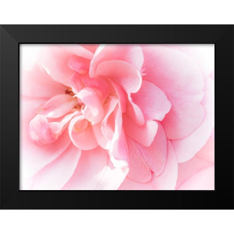 Pretty Pink Blooms IV Black Modern Wood Framed Art Print by Bane, Eva