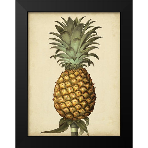 Brookshaw Antique Pineapple I Black Modern Wood Framed Art Print by Brookshaw, George