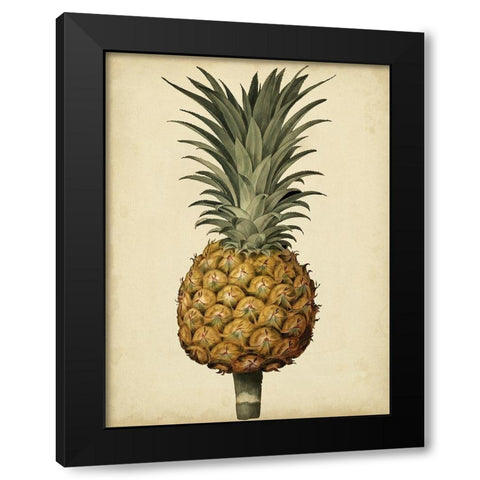Brookshaw Antique Pineapple II Black Modern Wood Framed Art Print with Double Matting by Brookshaw, George