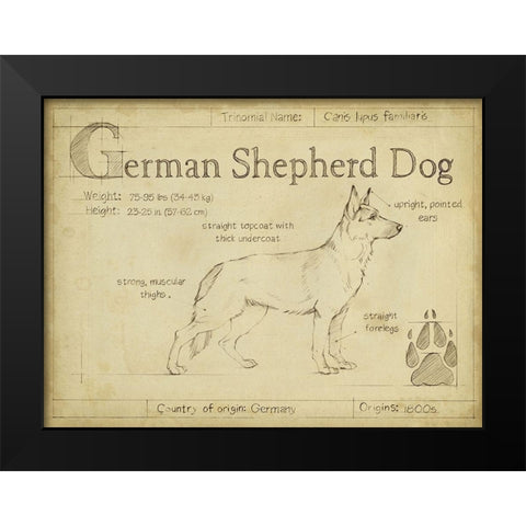 Antique German Shepherd (ASH) Black Modern Wood Framed Art Print by Harper, Ethan