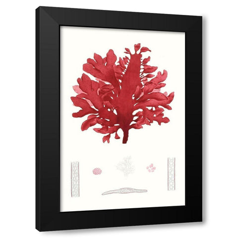 Striking Seaweed I Black Modern Wood Framed Art Print with Double Matting by Vision Studio