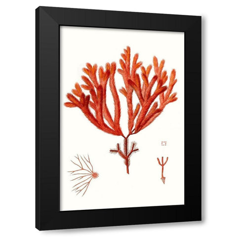 Striking Seaweed II Black Modern Wood Framed Art Print with Double Matting by Vision Studio