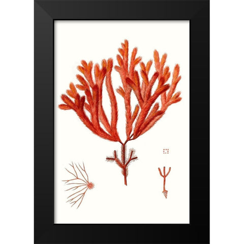 Striking Seaweed II Black Modern Wood Framed Art Print by Vision Studio