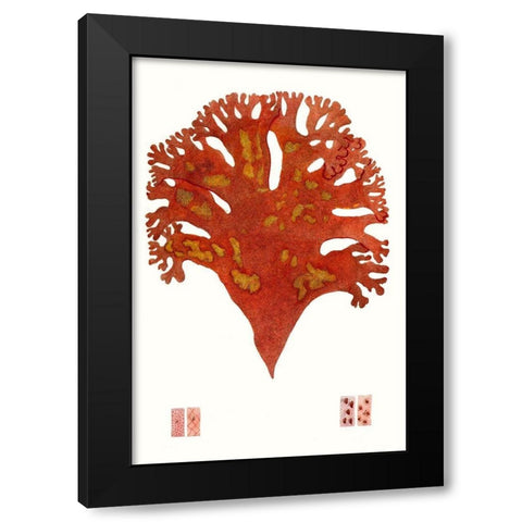 Striking Seaweed III Black Modern Wood Framed Art Print by Vision Studio