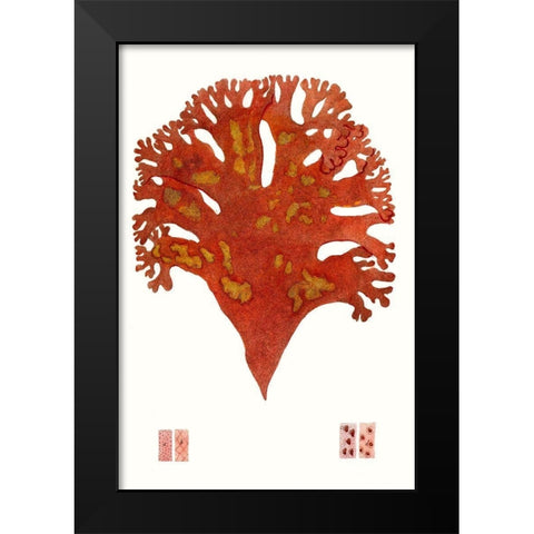 Striking Seaweed III Black Modern Wood Framed Art Print by Vision Studio