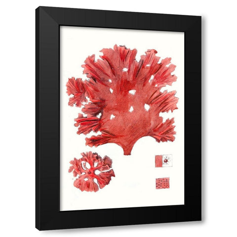 Striking Seaweed IV Black Modern Wood Framed Art Print with Double Matting by Vision Studio